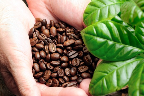 Kedai Kopi Tersembunyi Dengan Aroma Biji Kopi Pilihan Gayo