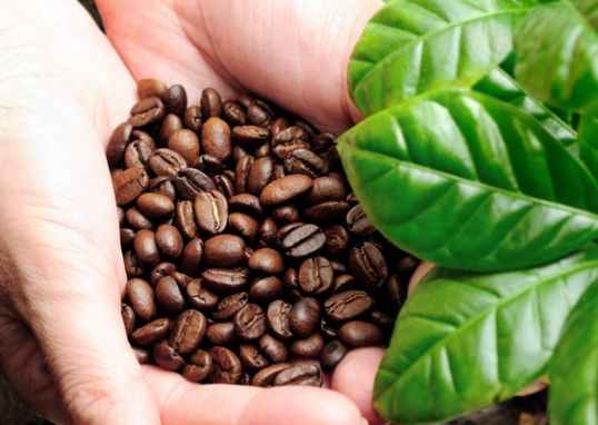 Kedai Kopi Tersembunyi Dengan Aroma Biji Kopi Pilihan Gayo